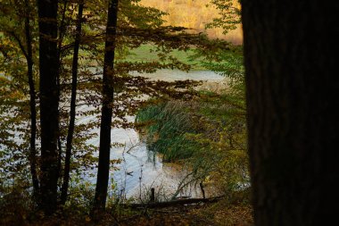 Sonbahar parkındaki bir orman manzarası