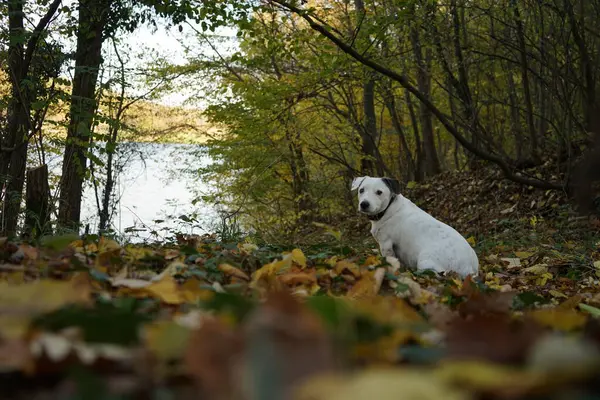 Sonbaharda ormanda bir köpek