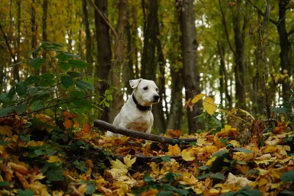 Sonbahar ormanındaki köpek.