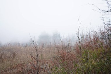 Ormanda sonbahar sabahı