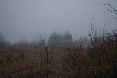 Ormanda sisli bir sabah