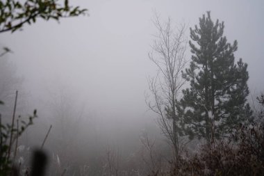 Ağaçlarla kaplı kalın bir sisin dikey görüntüsü.