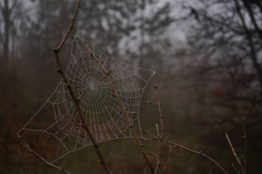 Sabah sisinde çiğ damlaları olan örümcek ağı