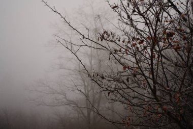 Orman doğasının güzel manzarası