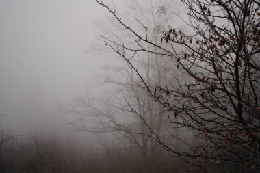 Ağacı olan güzel bir manzara