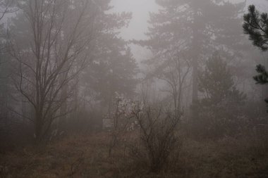 Ormanda sisli bir sabah