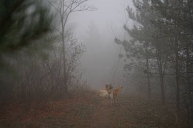 Kardaki köpek.