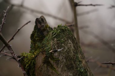 ağaç dalı üzerinde yosun