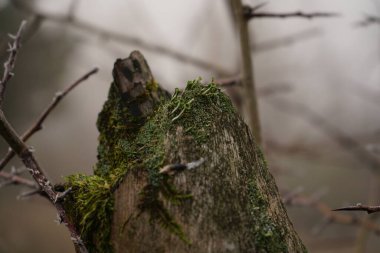 ormandaki bir ağaç gövdesi üzerinde yosun