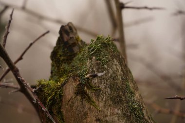 Dalları ve yosunları olan bir ağaca yakın plan