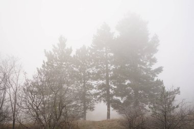 Çıplak ağaçlar ve sisli sisli sonbahar manzarası