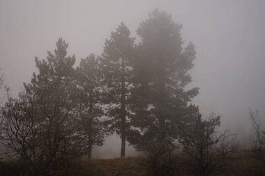 Ormanda sisli bir sabah.