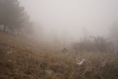 Ormanda sis, kış manzarası