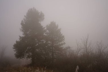 Ormanın güzel manzarası