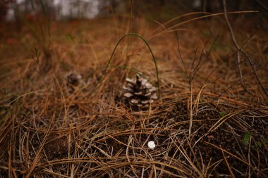 Ormanda çam kozalakları