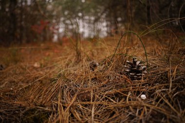 Sonbaharda sonbahar ormanı