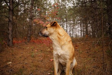 Köpek çiftleşmesi Red Scotia, Nova Scotia ördek gişe hasılatı ormanda, sonbaharda