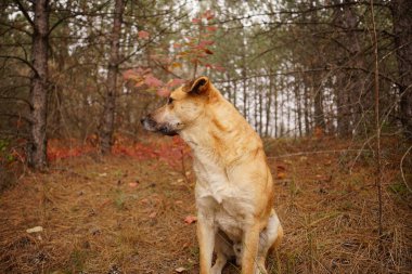 ormanda yürüyüş köpek