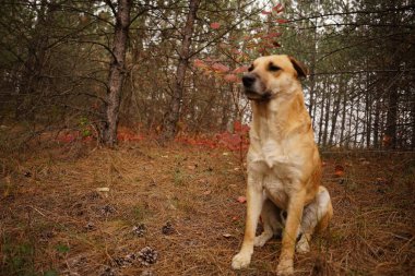 Ormandaki köpek. Parktaki evcil hayvan