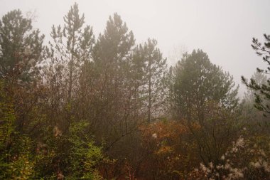 sonbahar ormanda sabah