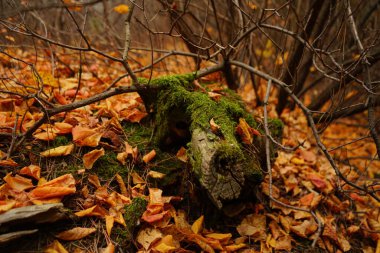 Ekim 'de sonbahar ormanı