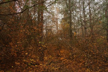 Ağaçları ve dalları olan güzel bir sonbahar ormanı