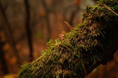 Tahta bir çitin yakınında.