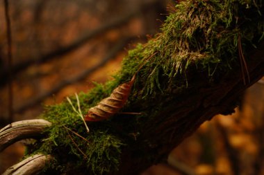 Ağaç dallarının dikey görüntüsü