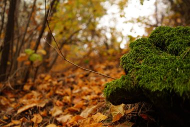 Güzel bir güneşli gün sonbahar ormanda