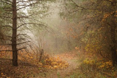 Sonbahar ormanı sabah sisinde