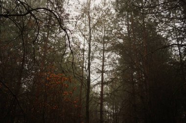 Sonbaharda karanlık orman