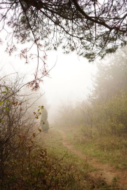 Ormanın güzel manzarası