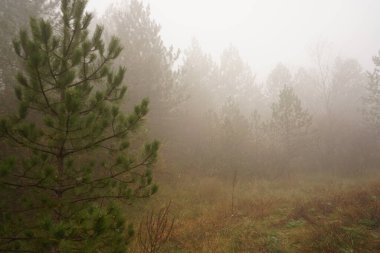 Ormanda sisli sonbahar manzarası.