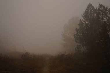 Güzel sisli sonbahar ormanı sabah