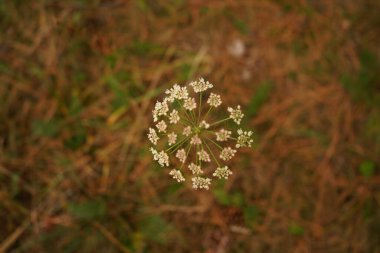 Yeşil arkaplandaki beyaz çiçeği kapat
