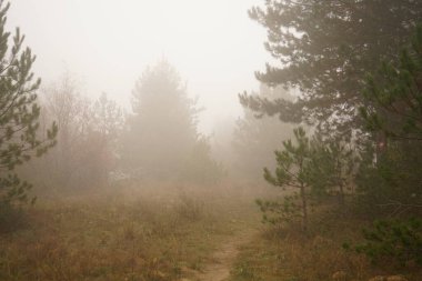 Ormanda sisli bir sonbahar sabahı.