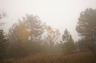 Sonbahar manzarası. İlk sonbahar yaprakları ormanda..