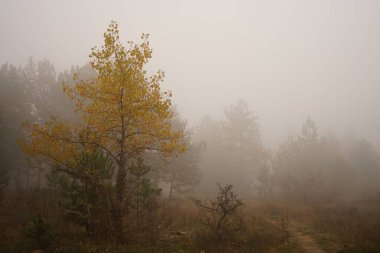 Sisli sonbahar ormanı sabah sisli