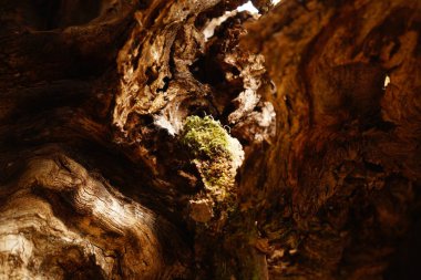 Ağaç dokusu arkaplanı, bitki örtüsü