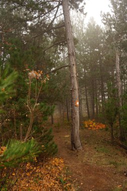 Sonbaharda ağaçların ve çalıların olduğu orman yolu