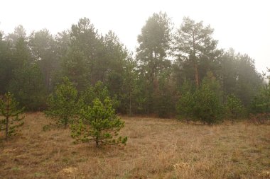 Sabah sis sonbahar ormanda