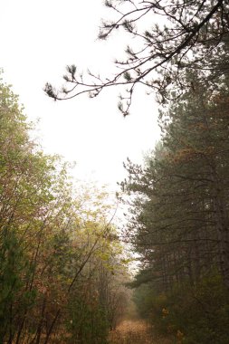 Ağaçlar ve yapraklarla dolu güzel bir sonbahar ormanı