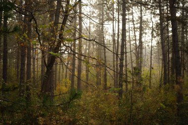 Sisli sonbahar orman sabah