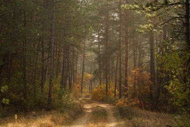 Sonbahar sabahının erken saatlerinde orman yolu