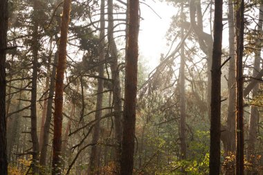 Sis, ağaçlar ve yapraklarla dolu sonbahar sabahı ormanı