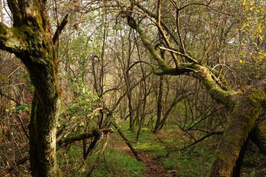 Ormanda sonbahar ağaçları