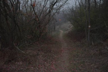 Doğanın güzel manzarası