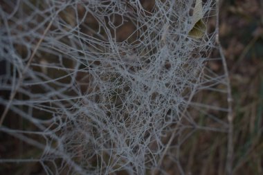 Ormanda güneş ışığı altında bir örümcek ağının kuru dallarının yakın çekim görüntüsü.