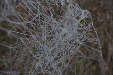 Ormanın dallarında örümcek ağı