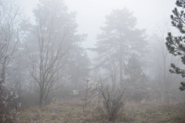 Ormanda sisli bir sabah